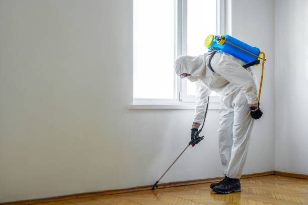 Wasp Removal Services in Rockville Centre, NY