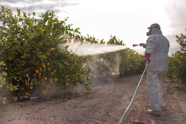 Best Pest Prevention Services  in Rockville Centre, NY